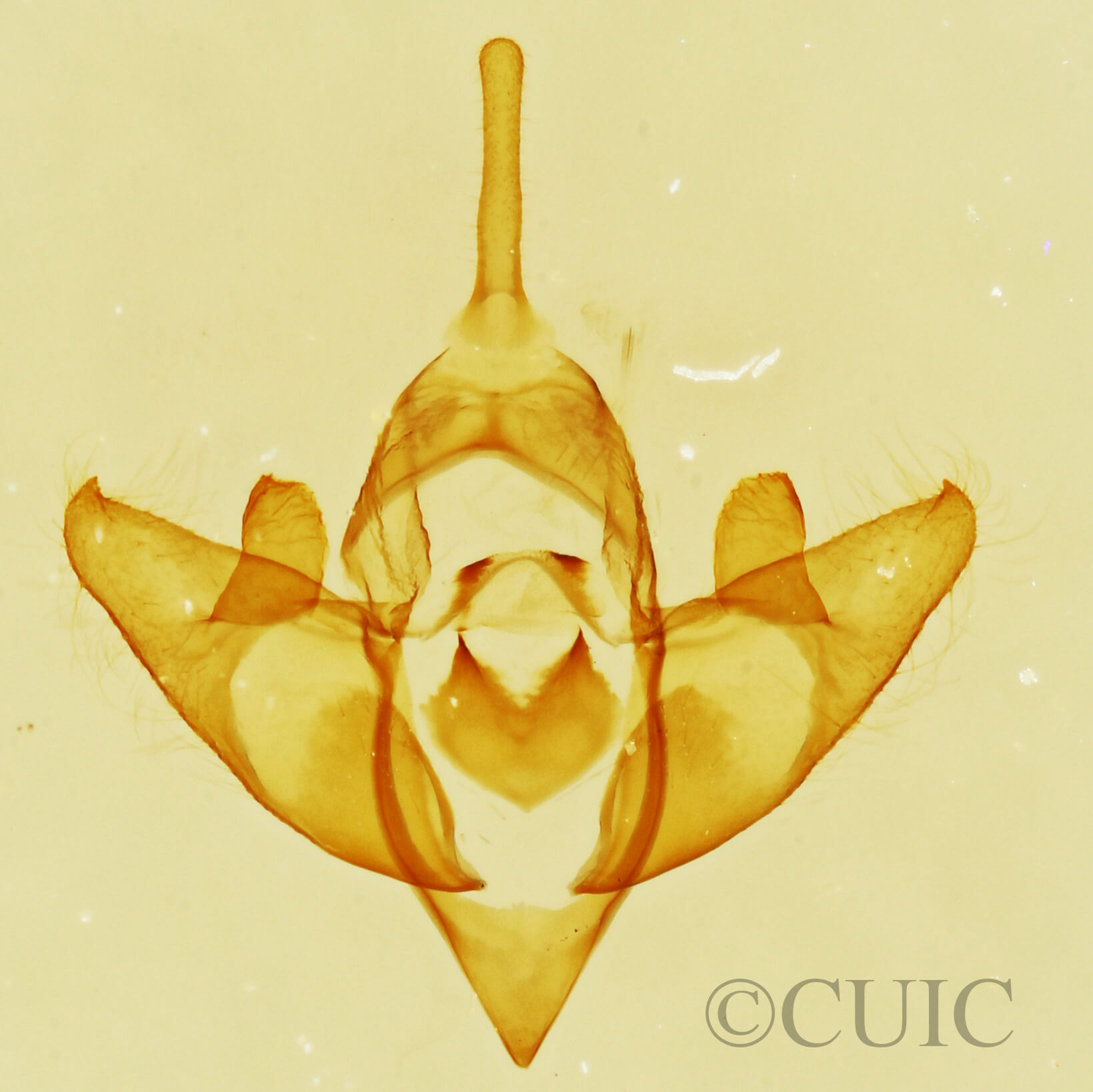 genitalia view of adult Acopa perpallida