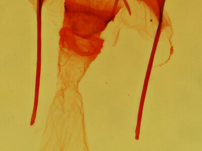 genitalia view of adult Acopa perpallida