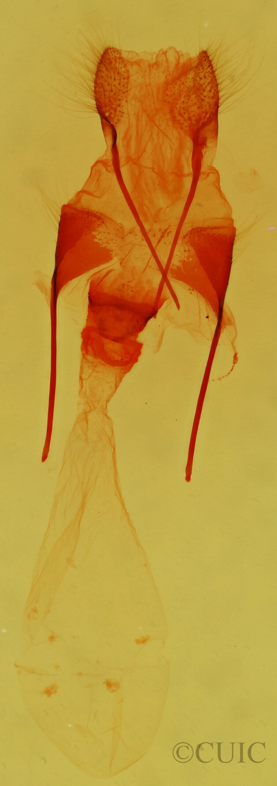 genitalia view of adult Acopa perpallida
