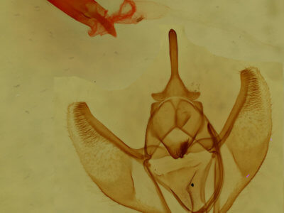 genitalia view of adult Caripeta interalbicans