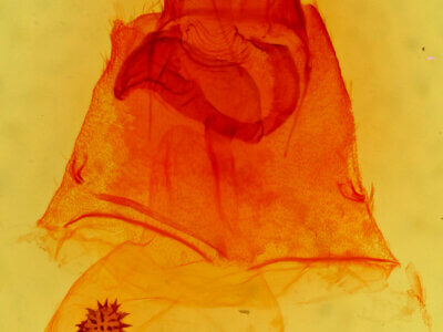 genitalia view of adult Caripeta interalbicans