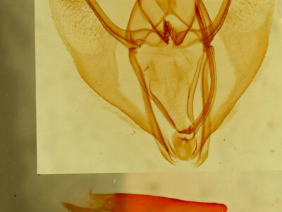 genitalia view of adult Caripeta aequaliaria