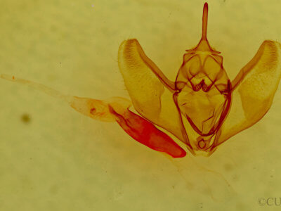 genitalia view of adult Caripeta interalbicans