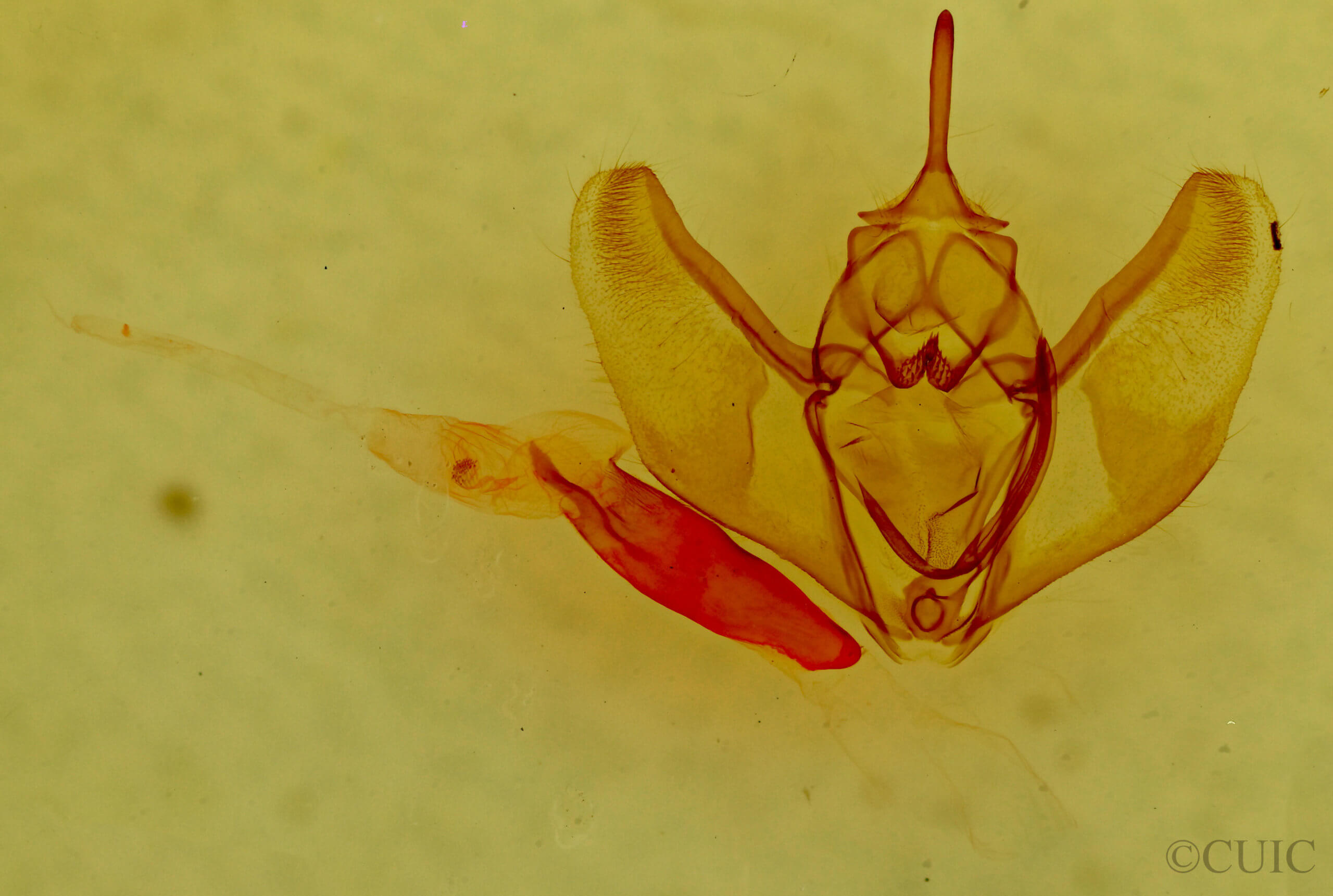 genitalia view of adult Caripeta interalbicans