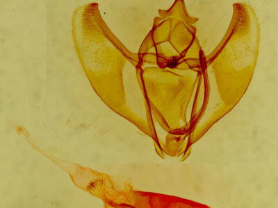 genitalia view of adult Caripeta suffusata