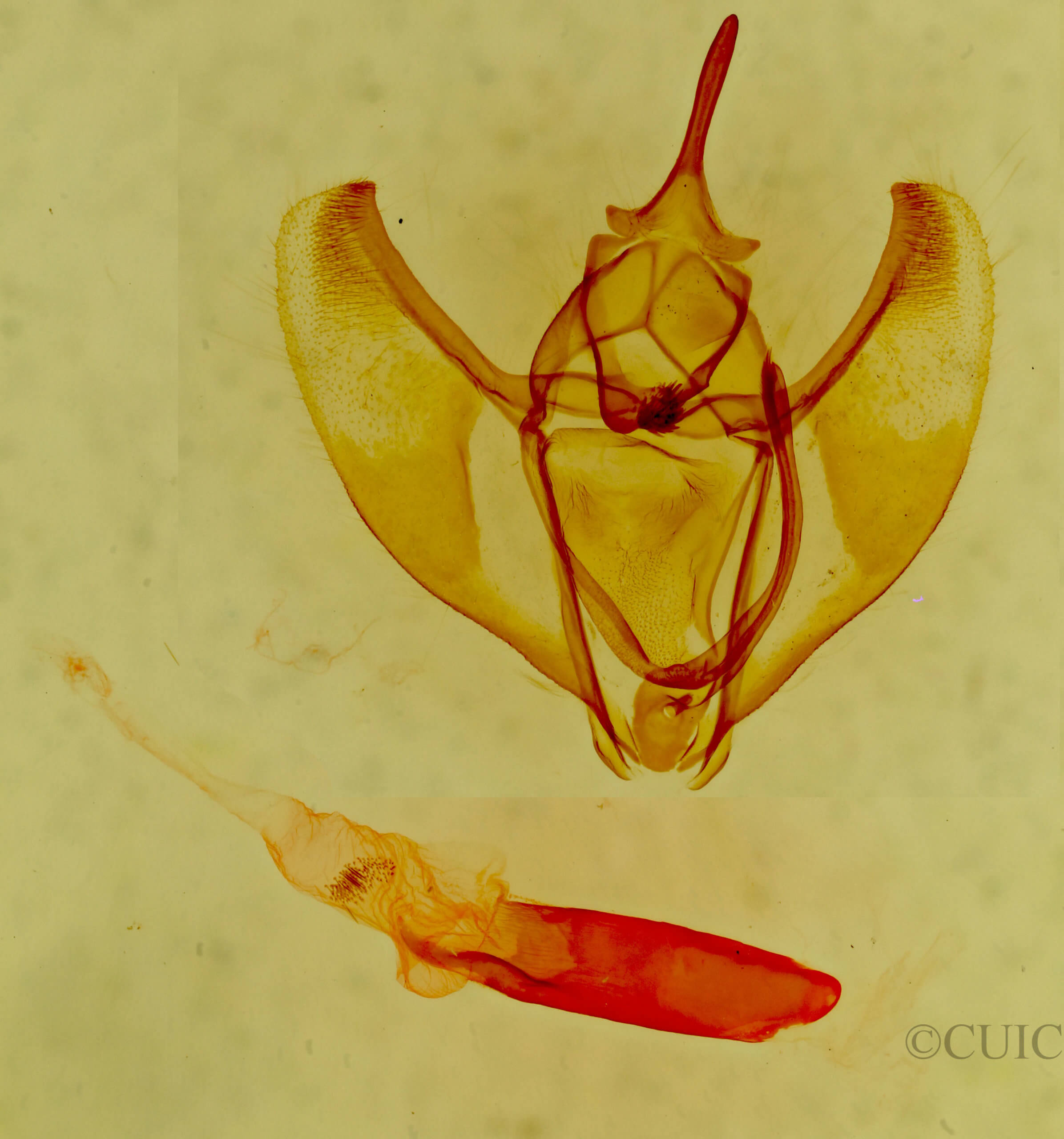 genitalia view of adult Caripeta suffusata