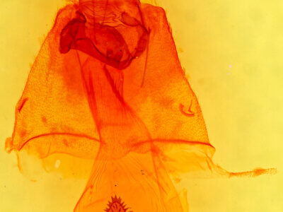 genitalia view of adult Caripeta suffusata