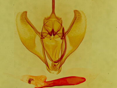 genitalia view of adult Caripeta suffusata