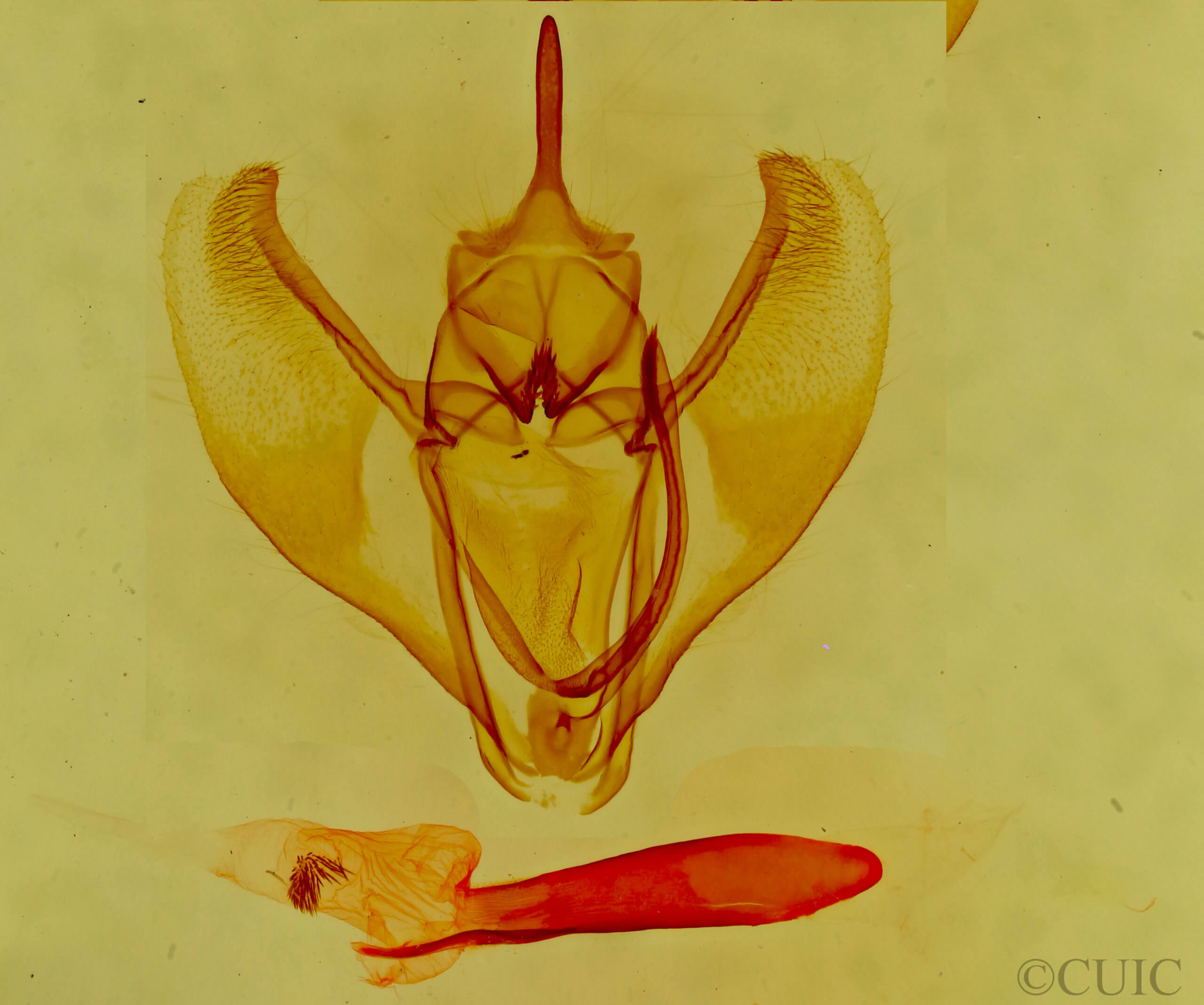 genitalia view of adult Caripeta suffusata
