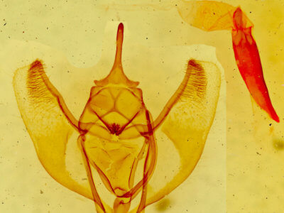 genitalia view of adult Caripeta aequaliaria