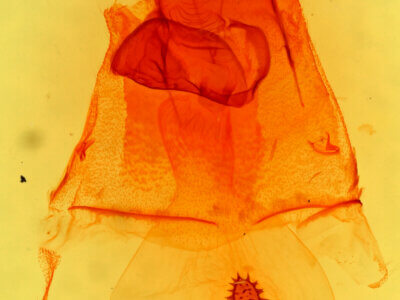 genitalia view of adult Caripeta aequaliaria