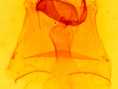 genitalia view of adult Caripeta interalbicans