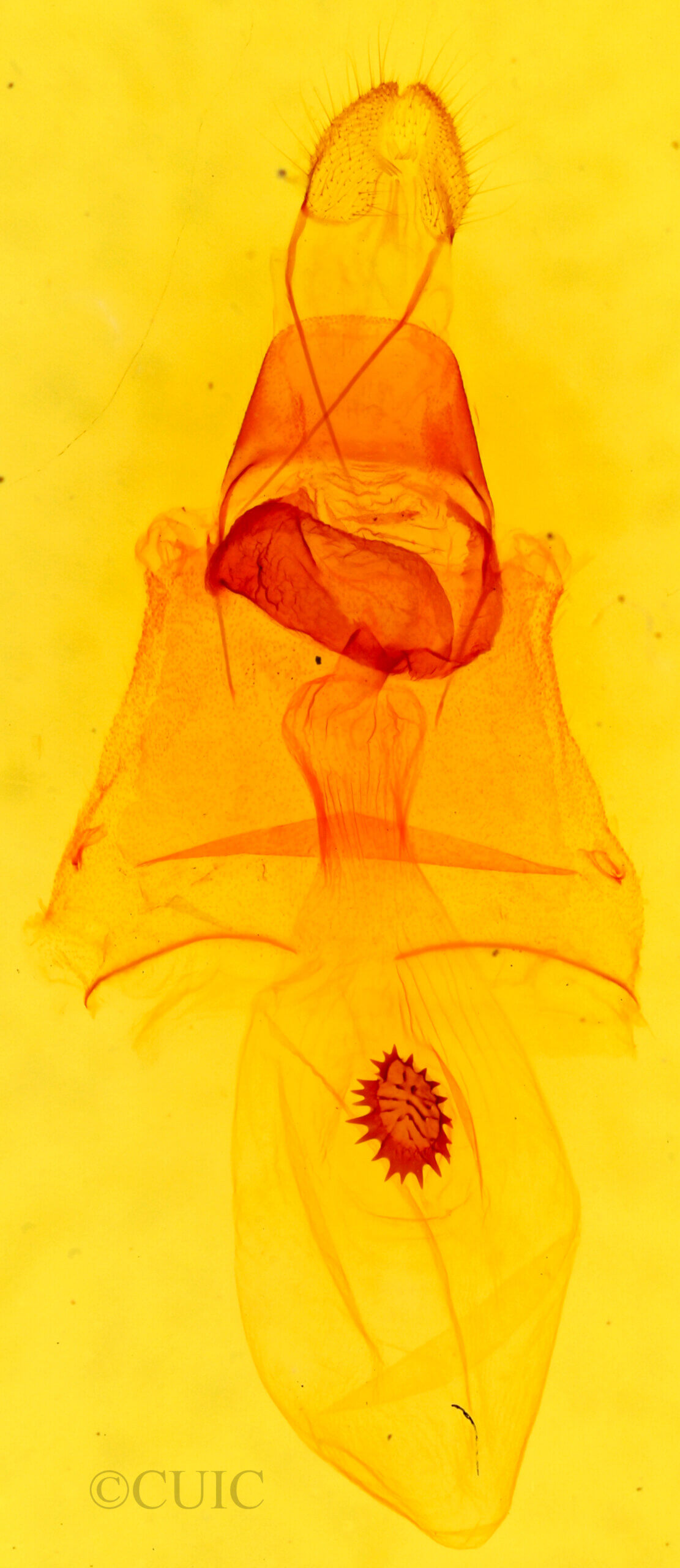 genitalia view of adult Caripeta interalbicans