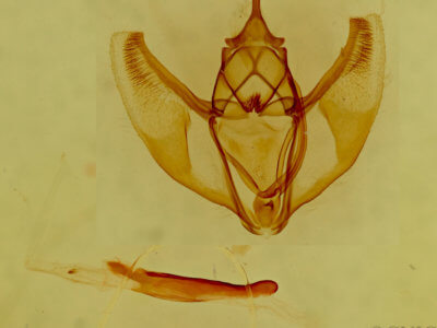 genitalia view of adult Caripeta aequaliaria