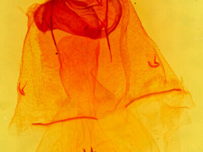 genitalia view of adult Caripeta aequaliaria