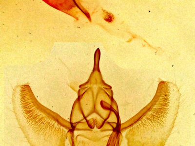 genitalia view of adult Caripeta piniata