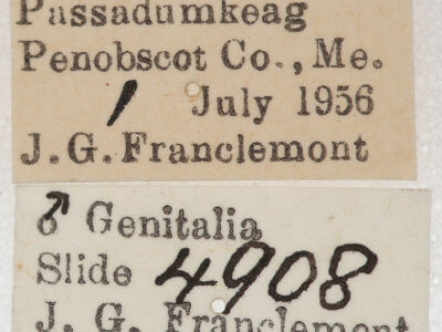 label view of adult Caripeta piniata