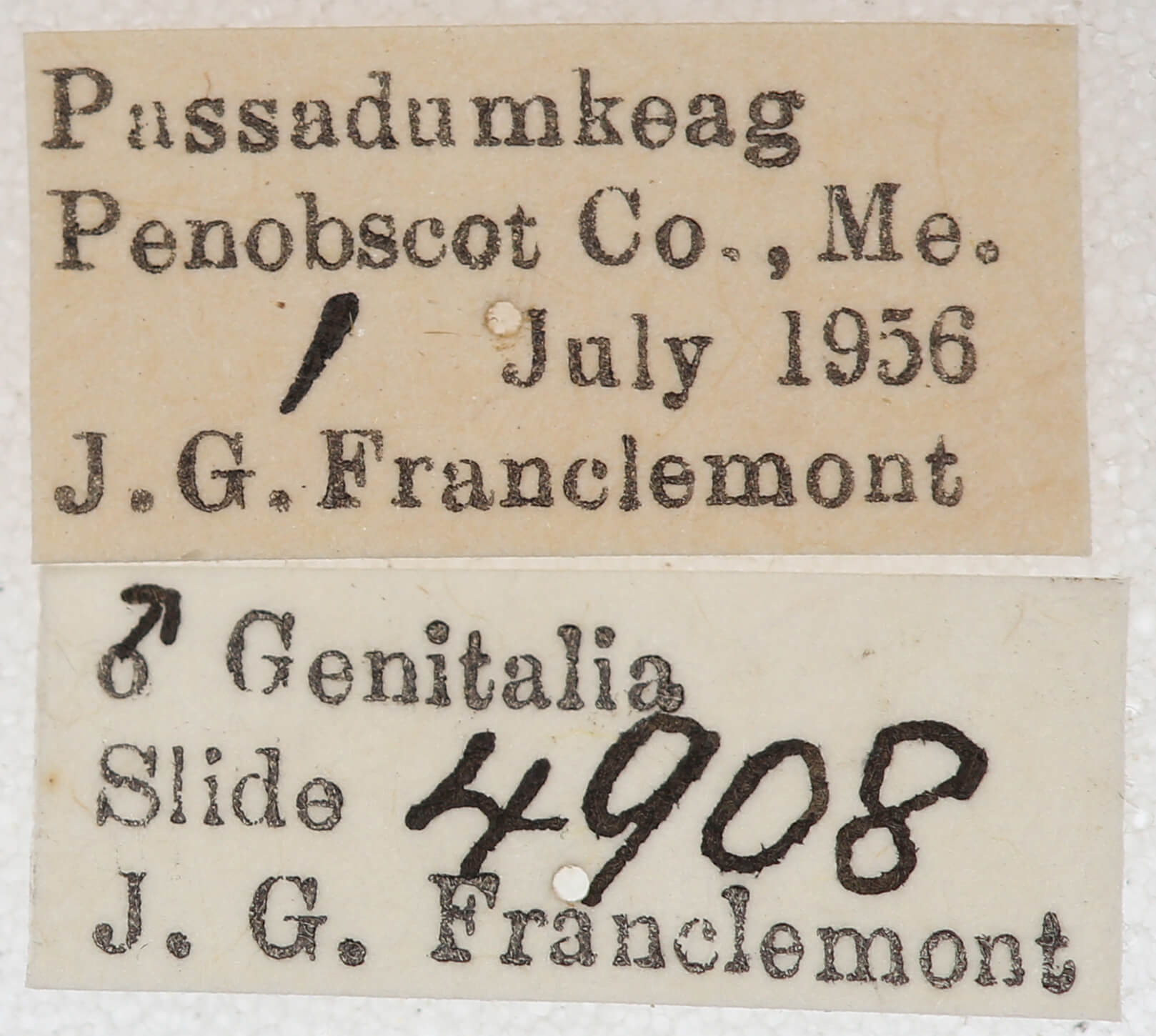 label view of adult Caripeta piniata