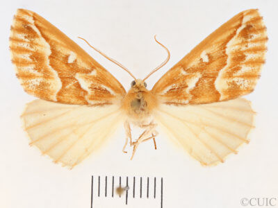 dorsal view of adult Caripeta piniata