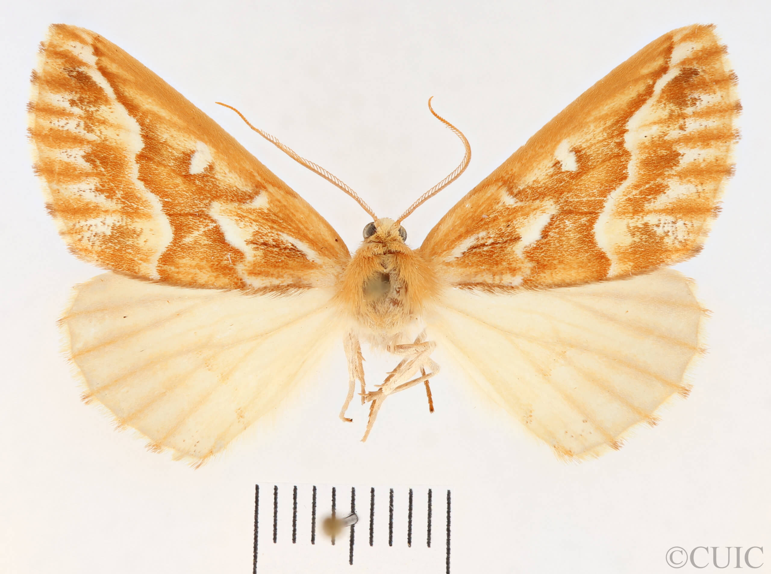 dorsal view of adult Caripeta piniata