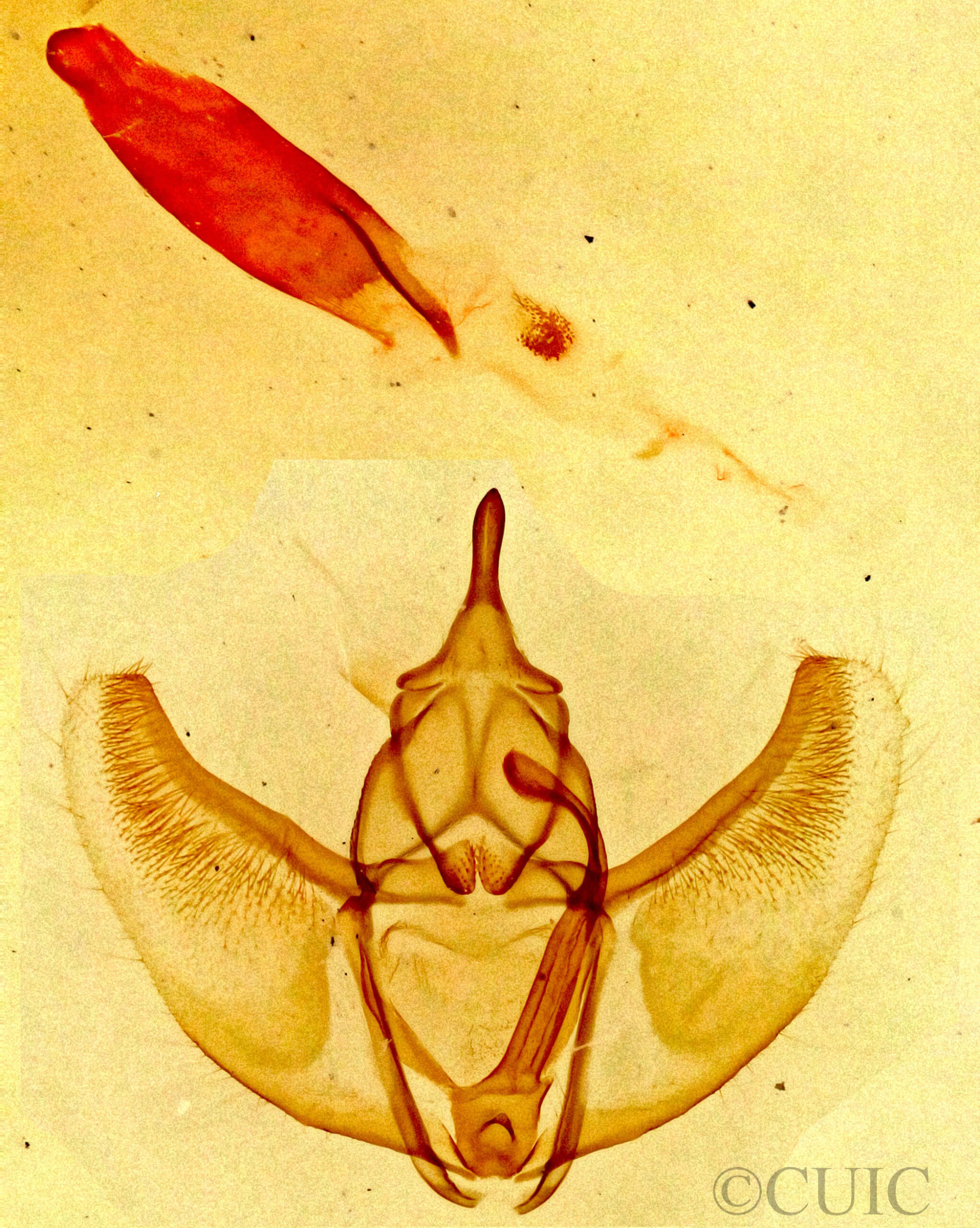 genitalia view of adult Caripeta piniata