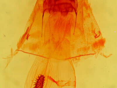 genitalia view of adult Caripeta piniata