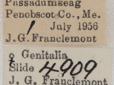 label view of adult Caripeta piniata