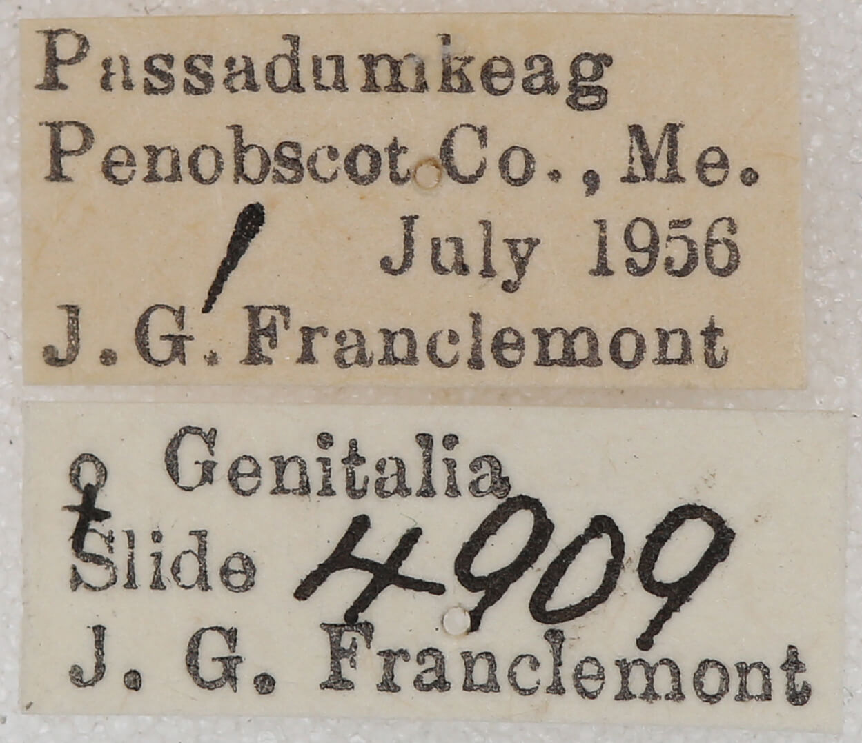 label view of adult Caripeta piniata