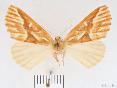 dorsal view of adult Caripeta piniata