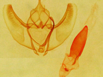 genitalia view of adult Caripeta angustiorata