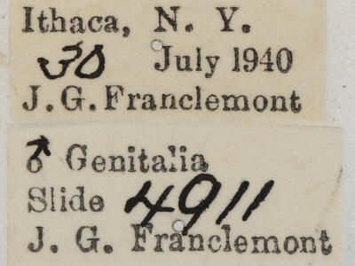 label view of adult Caripeta angustiorata