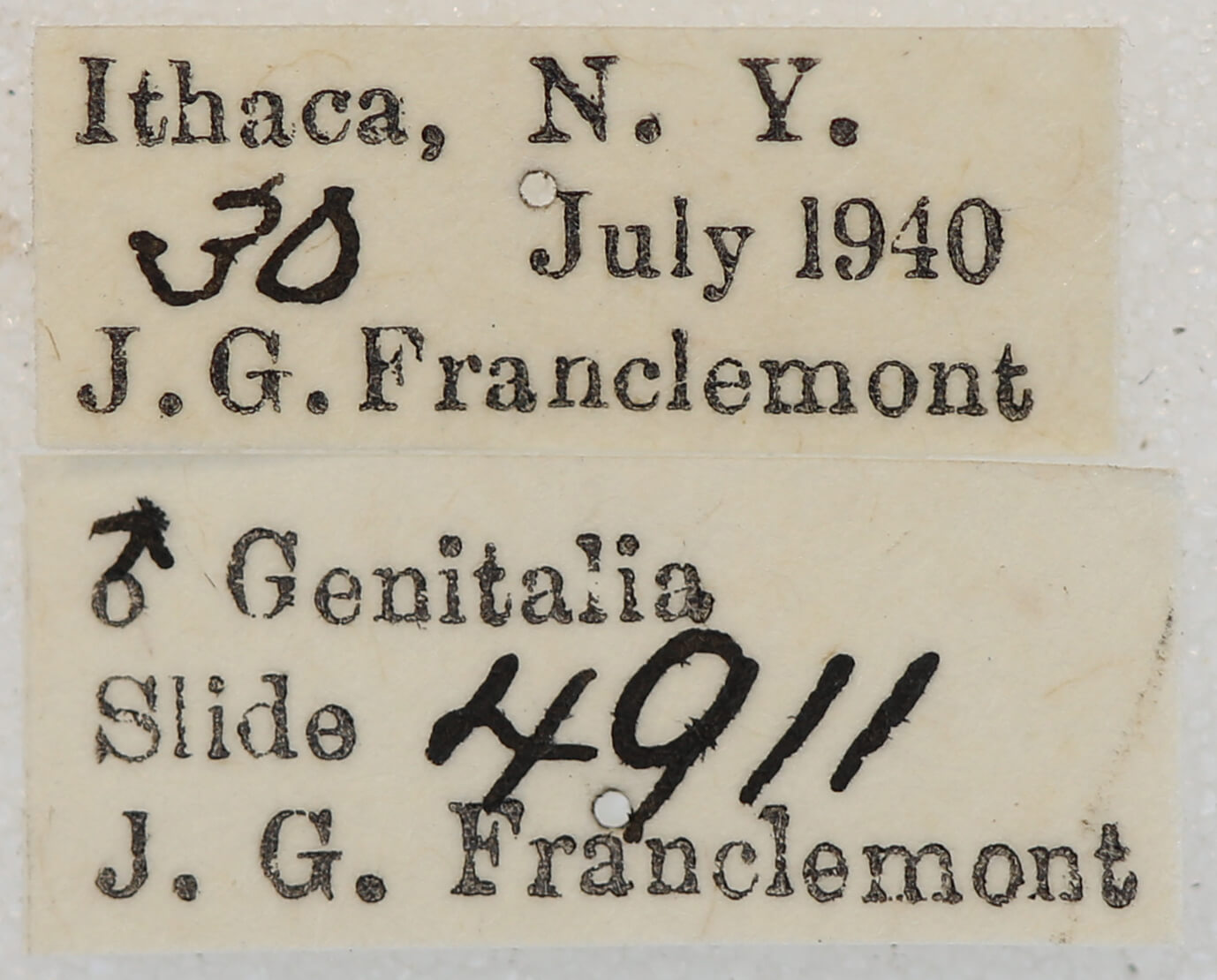 label view of adult Caripeta angustiorata