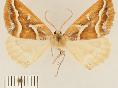 dorsal view of adult Caripeta angustiorata