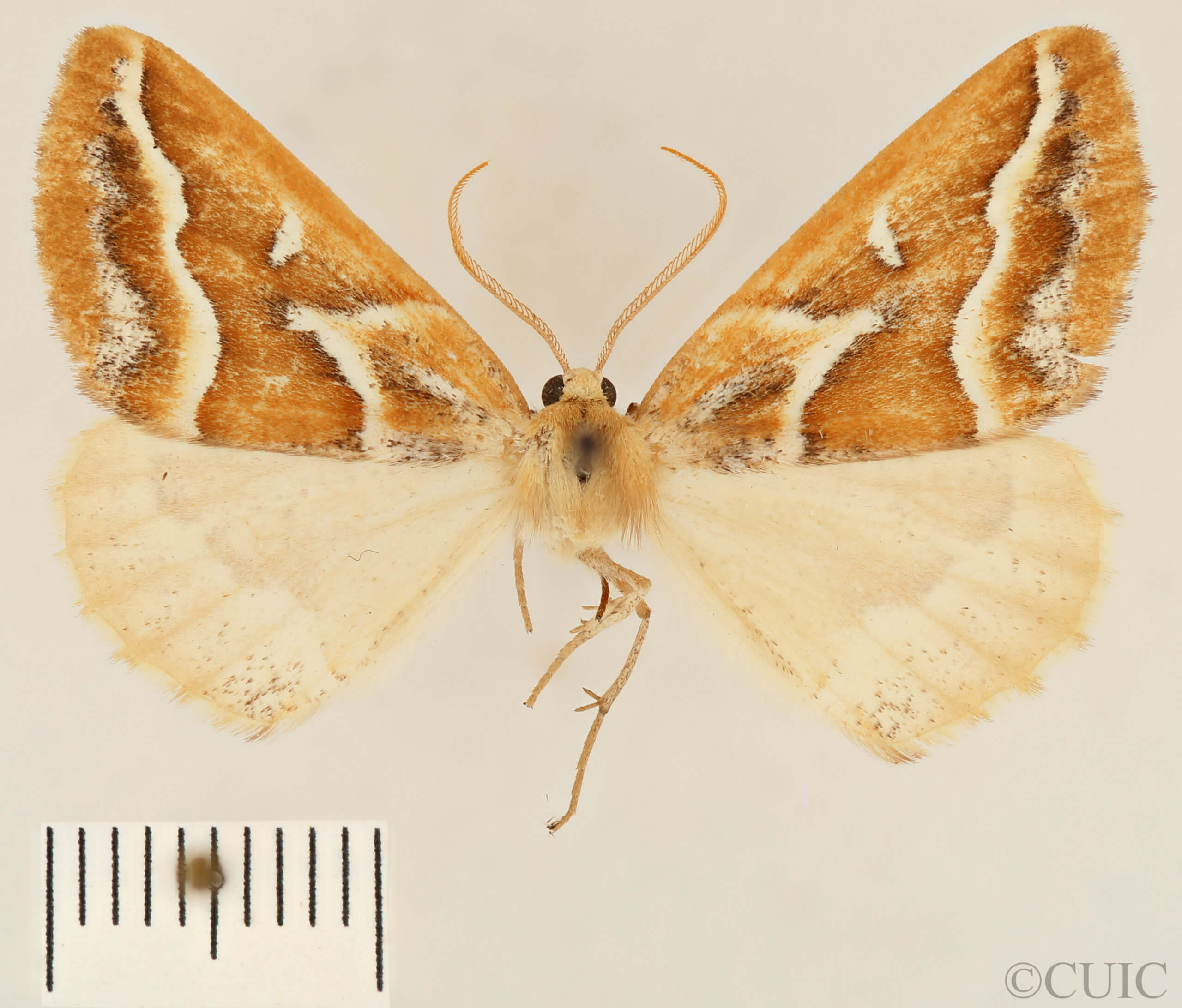 dorsal view of adult Caripeta angustiorata