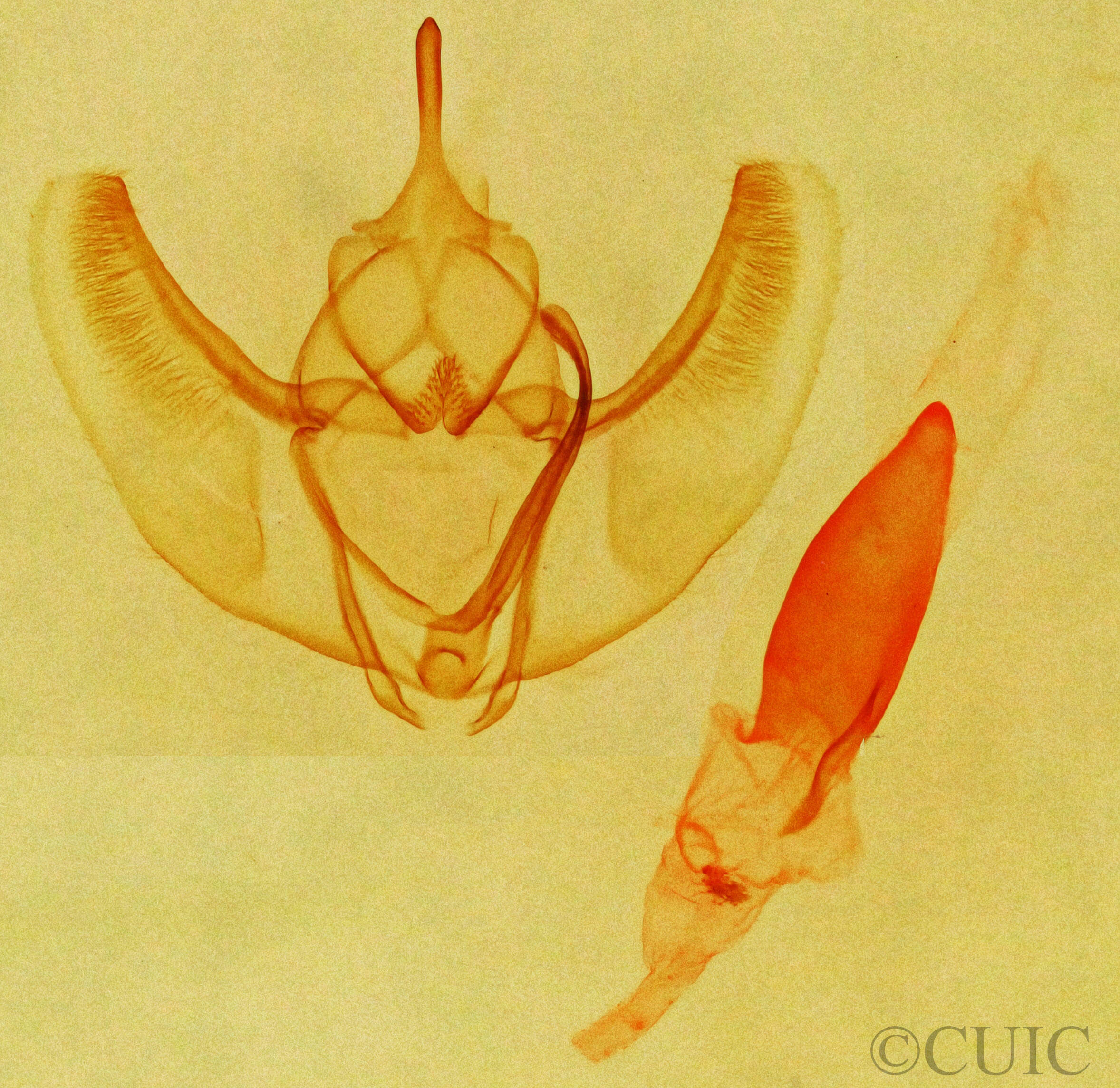 genitalia view of adult Caripeta angustiorata
