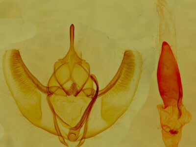 genitalia view of adult Caripeta angustiorata