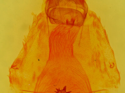 genitalia view of adult Caripeta angustiorata