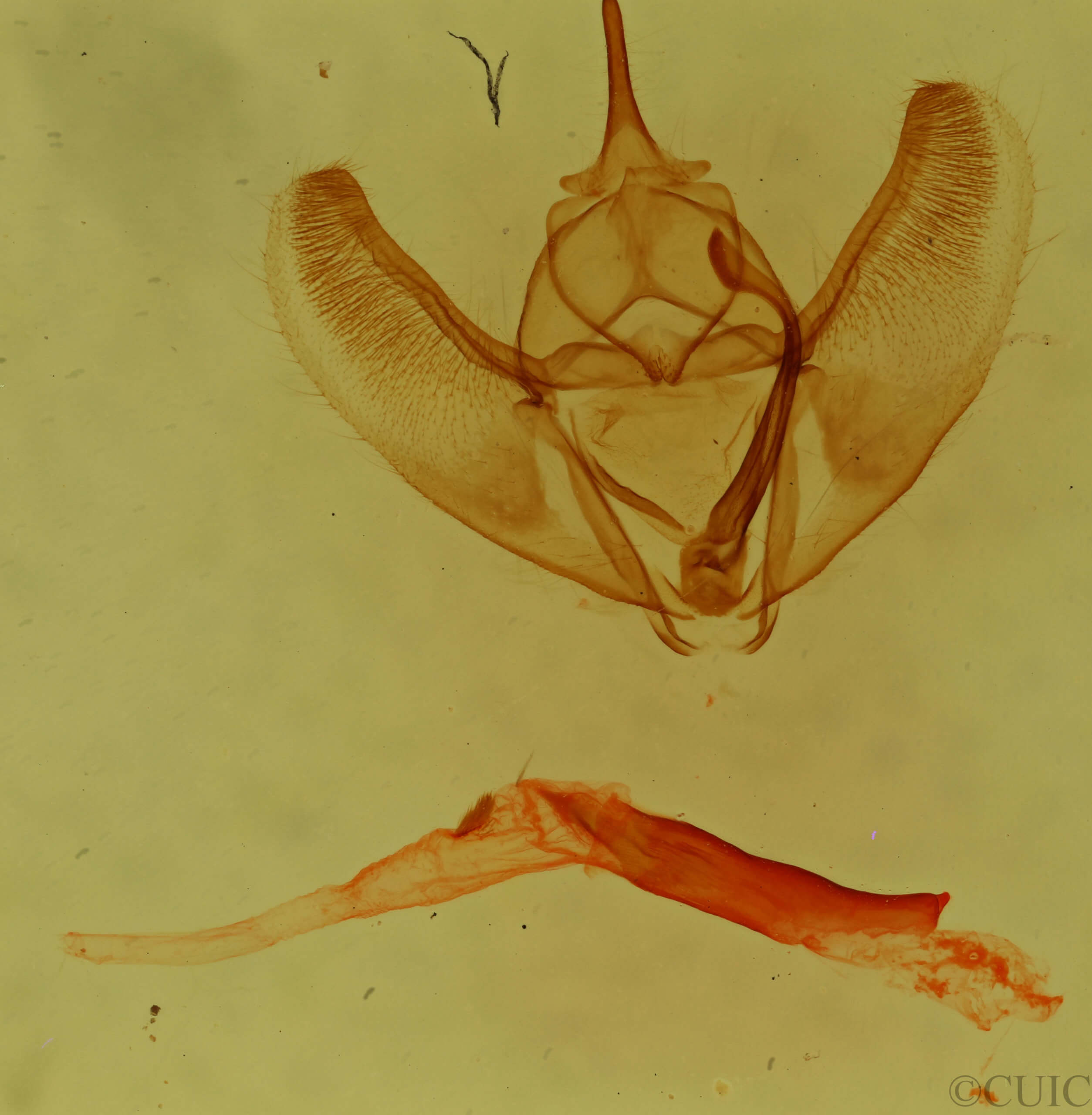 genitalia view of adult Caripeta latiorata