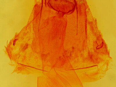 genitalia view of adult Caripeta latiorata