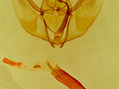 genitalia view of adult Caripeta piniata