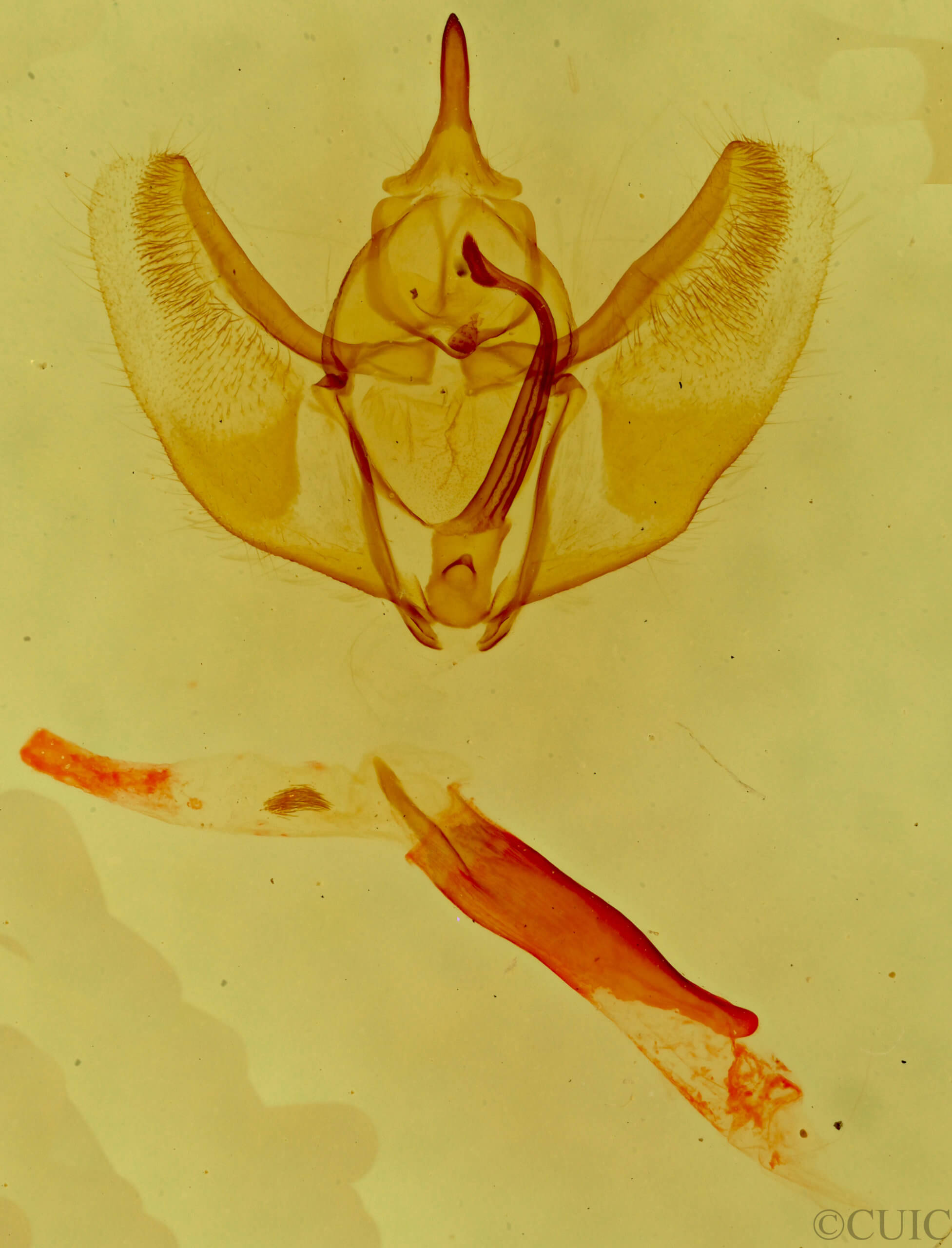 genitalia view of adult Caripeta piniata