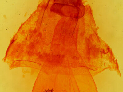 genitalia view of adult Caripeta piniata