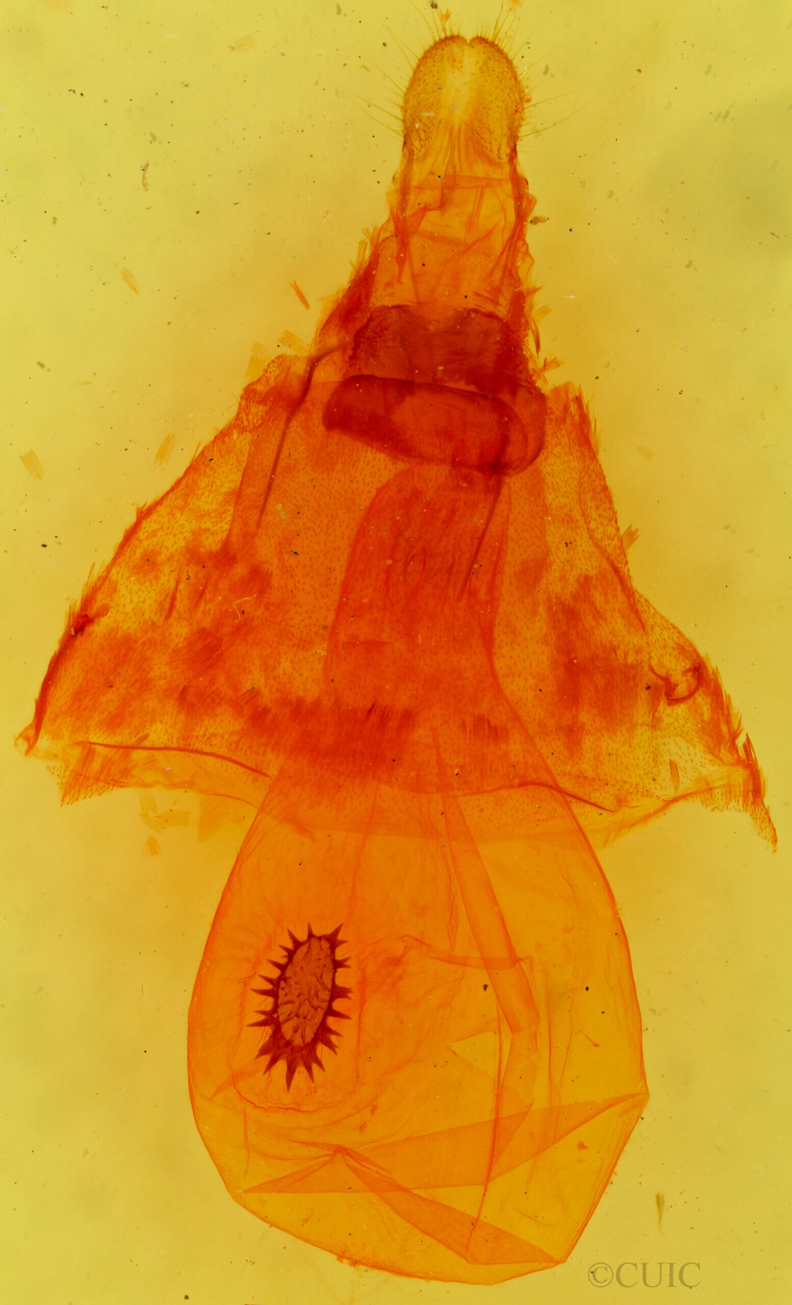 genitalia view of adult Caripeta piniata