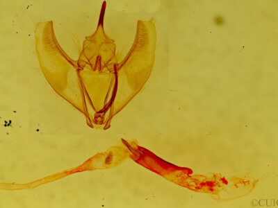genitalia view of adult Caripeta divisata