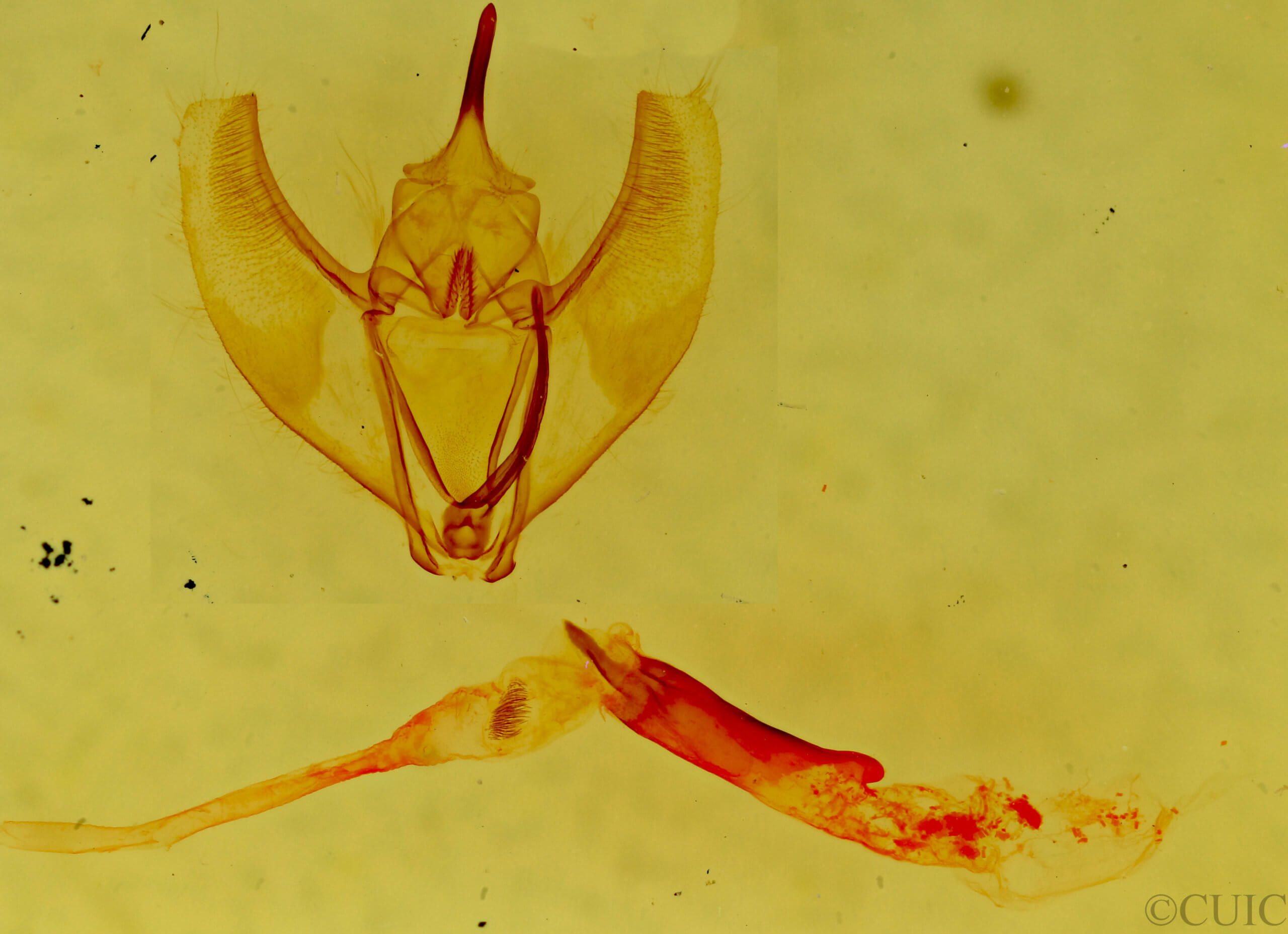 genitalia view of adult Caripeta divisata