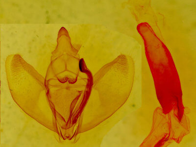 genitalia view of adult Caripeta ocellaria