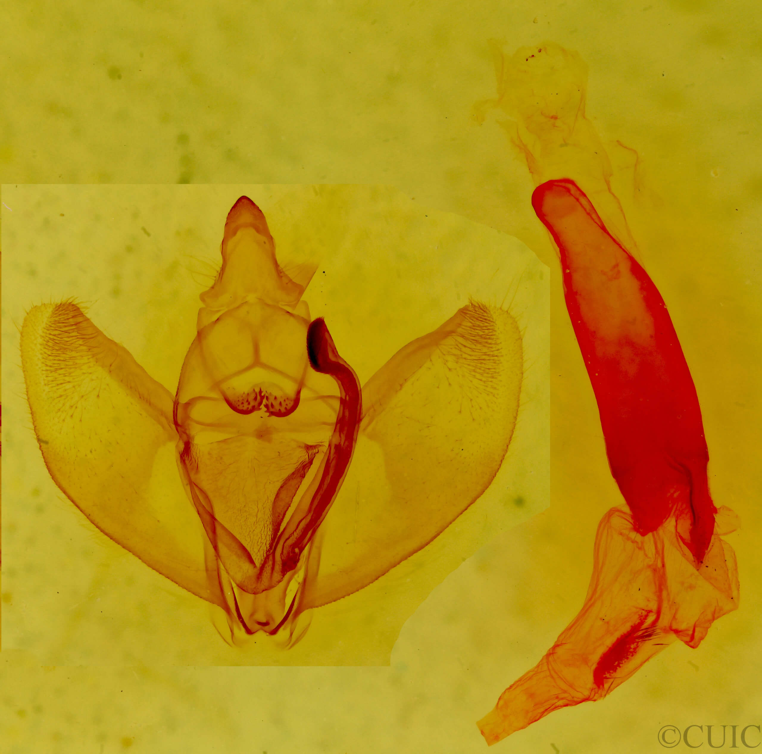 genitalia view of adult Caripeta ocellaria