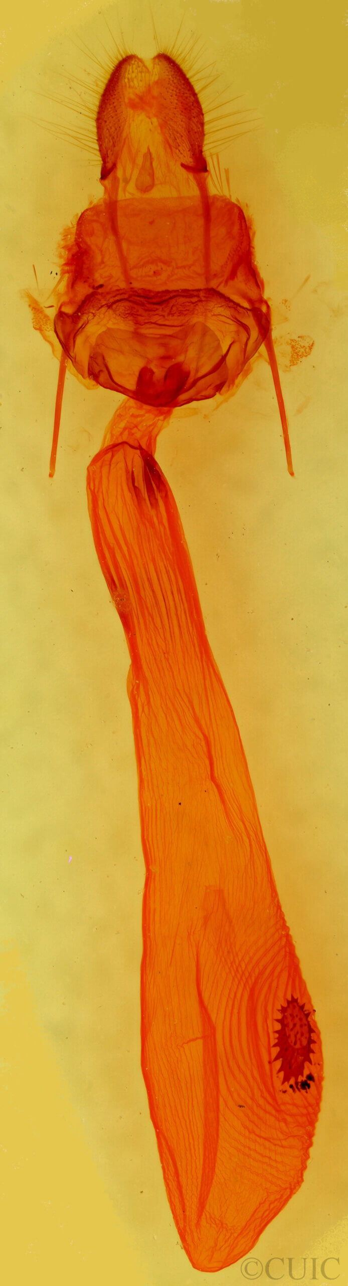 genitalia view of adult Caripeta ocellaria