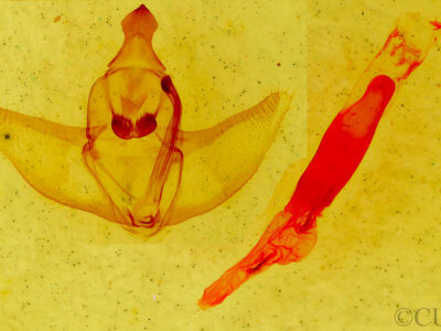genitalia view of adult Caripeta macularia