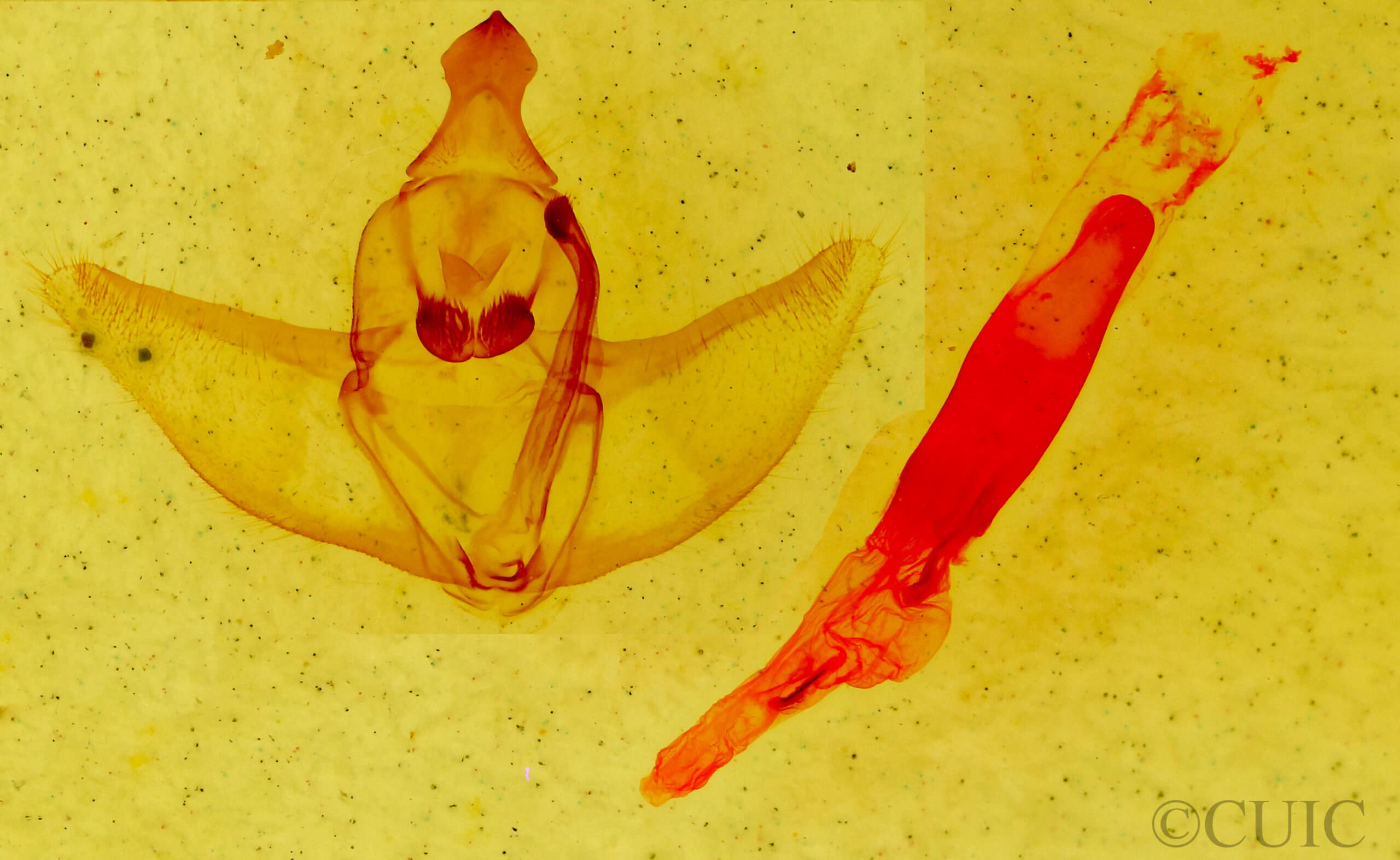 genitalia view of adult Caripeta macularia